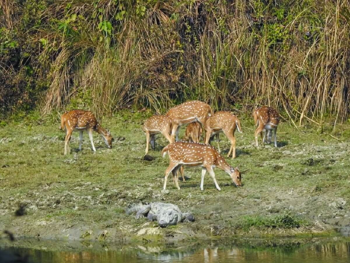 chitwan jungle safari experience